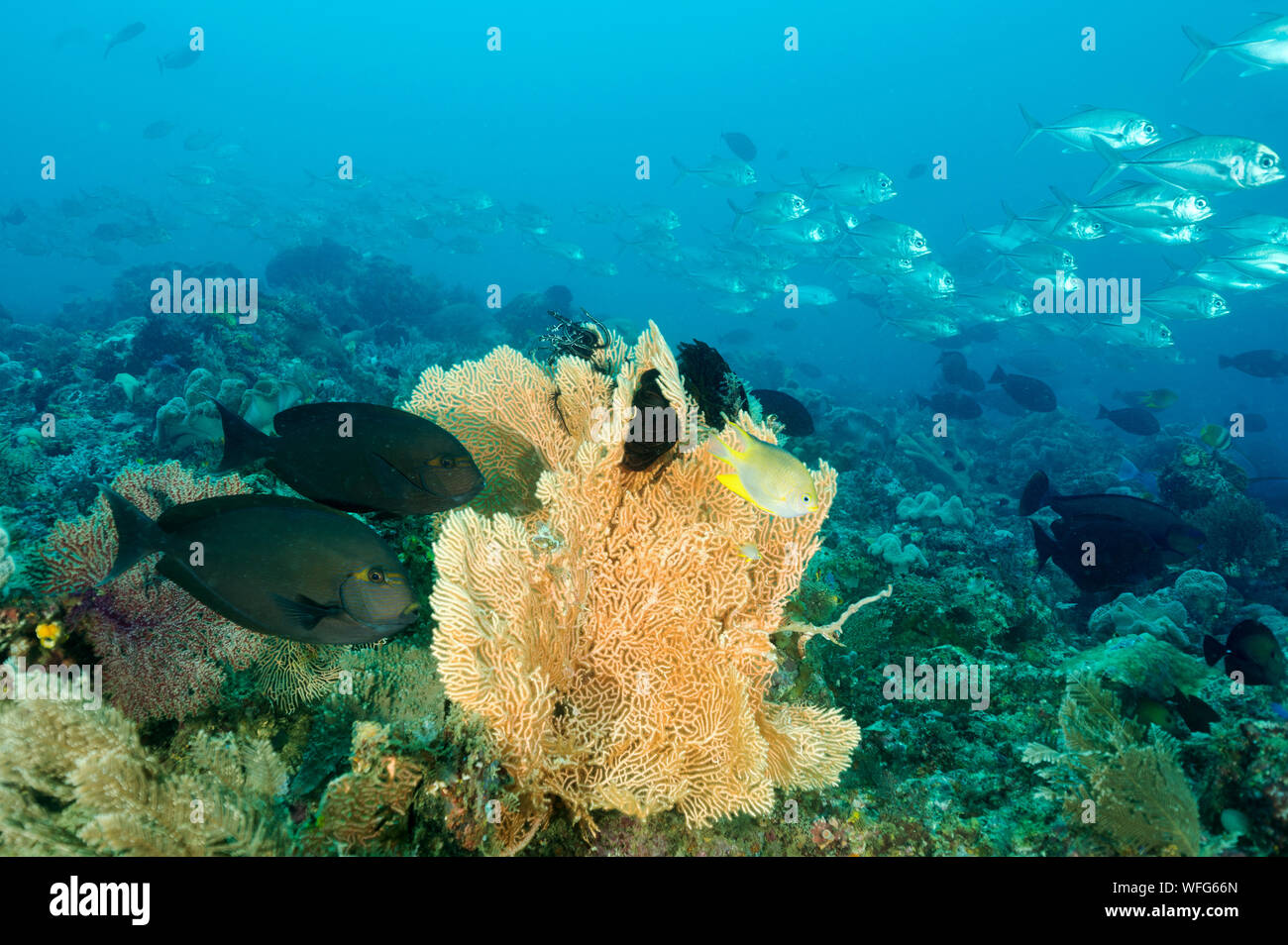 Reef scenic mit Fisch schulen Raja Ampat Indonesien. Stockfoto