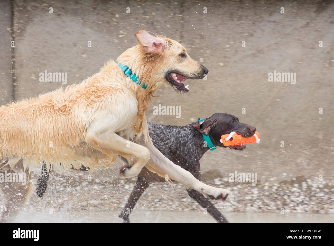 Zwei spielende Hunde am Strand, United States Stockfoto