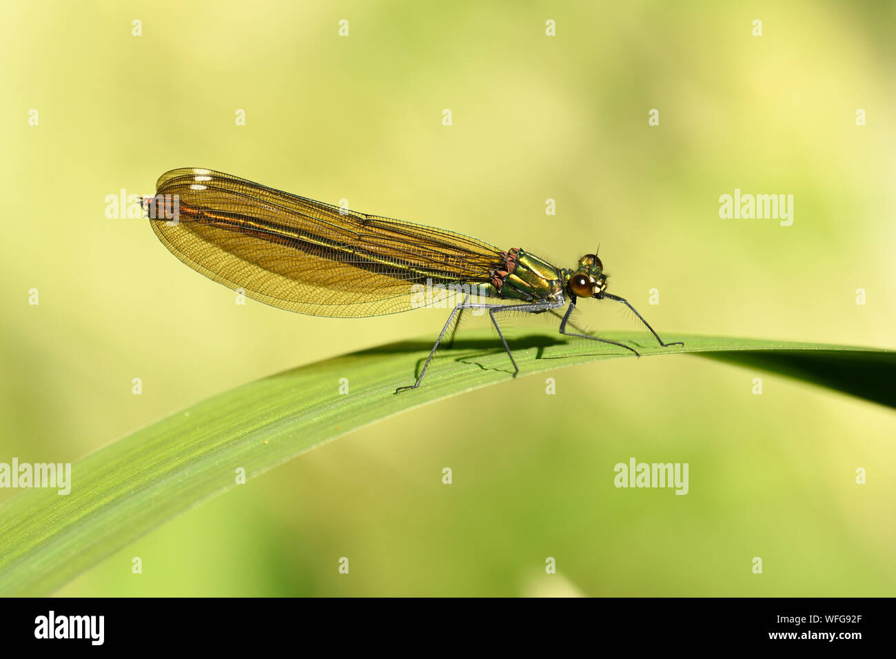 Schöne Demoiselle (Calopteryx Virgo) Weibliche ruht auf Blatt, Monmouth, Wales, Juni Stockfoto