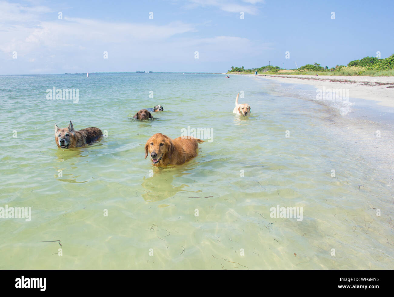Fünf Hunde im Ozean, United States Stockfoto