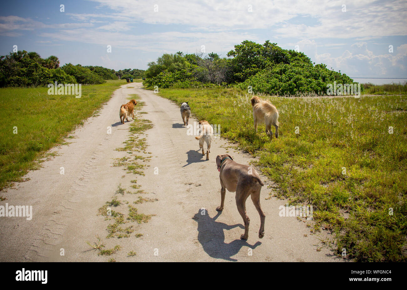 Fünf Hunde über einen Fußweg laufen, United States Stockfoto