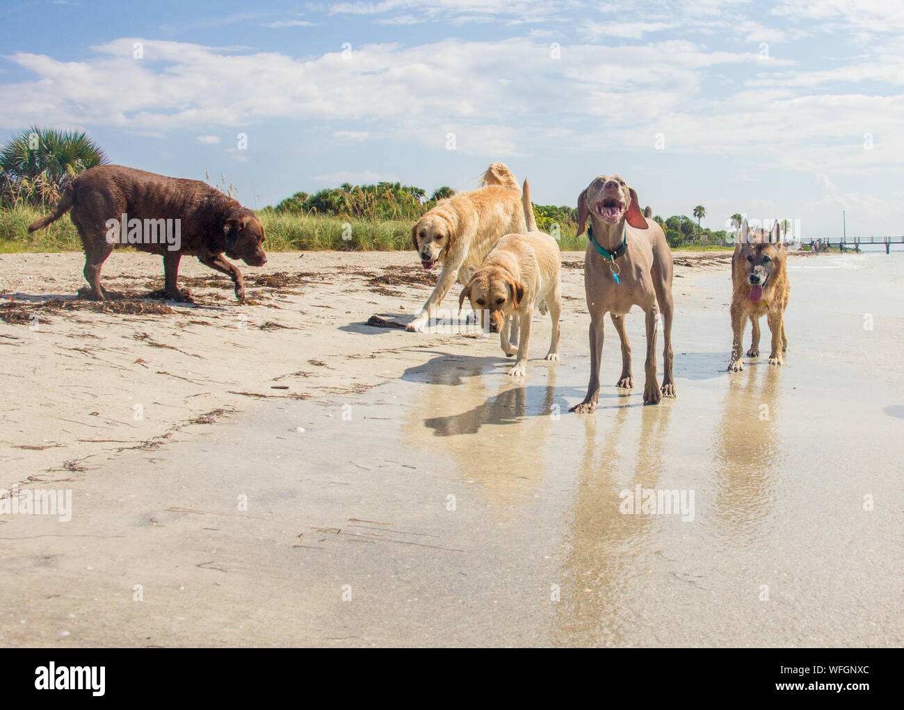 Fünf Hunde laufen am Strand, United States Stockfoto