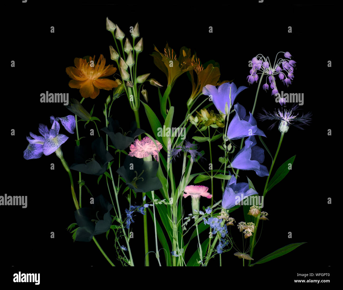 Blumenschmuck auf schwarzem Hintergrund Stockfoto