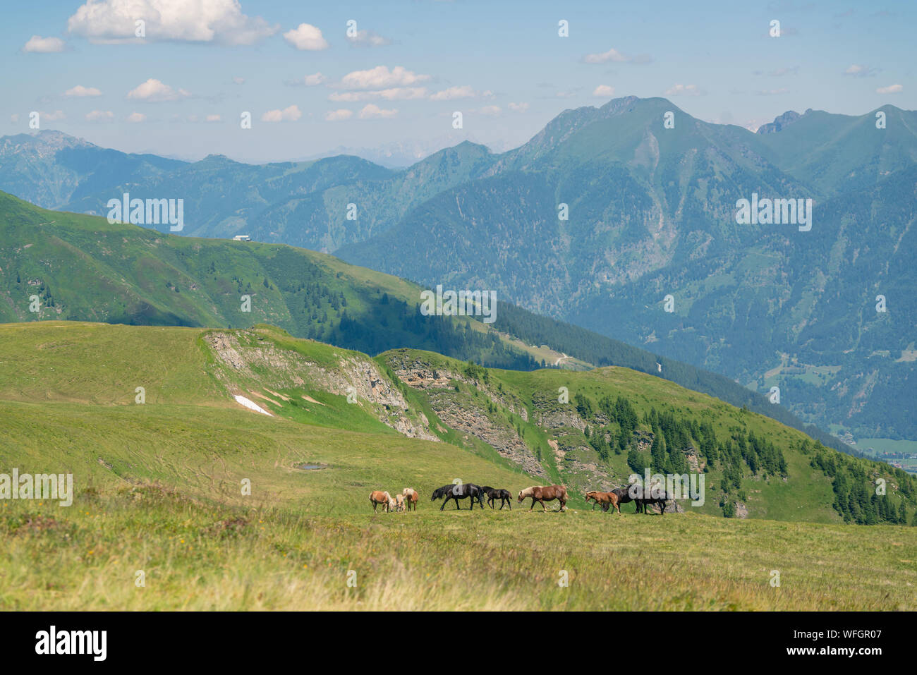 Wilde Pferde in den österreichischen Alpen, Salzburg, Österreich Stockfoto