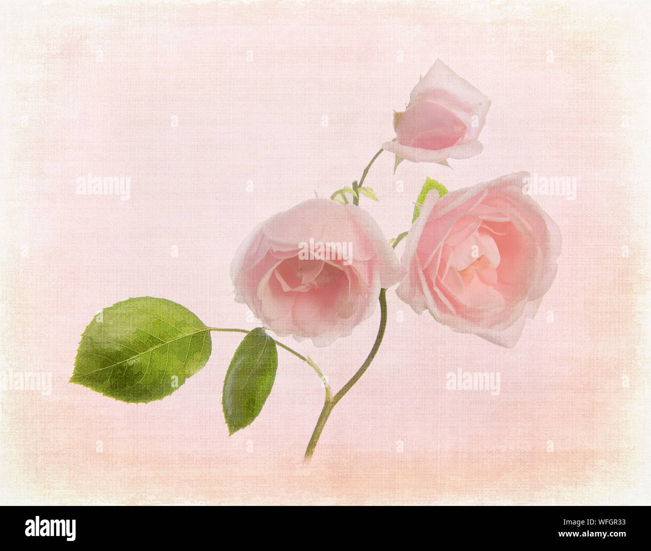 Rosa Rose 'New Dawn' in einem rosa Leinwand Textur einstellen Stockfoto