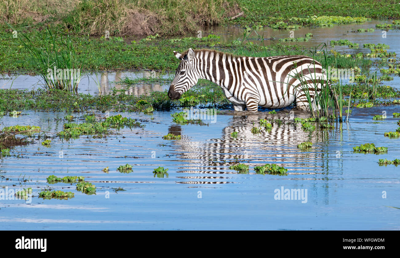 Zebra stehend in einem Fluss, Samburu National Reserve, Kenia Stockfoto Zebra stehend in einem Fluss, Samburu National Reserve, Kenia Stockfoto