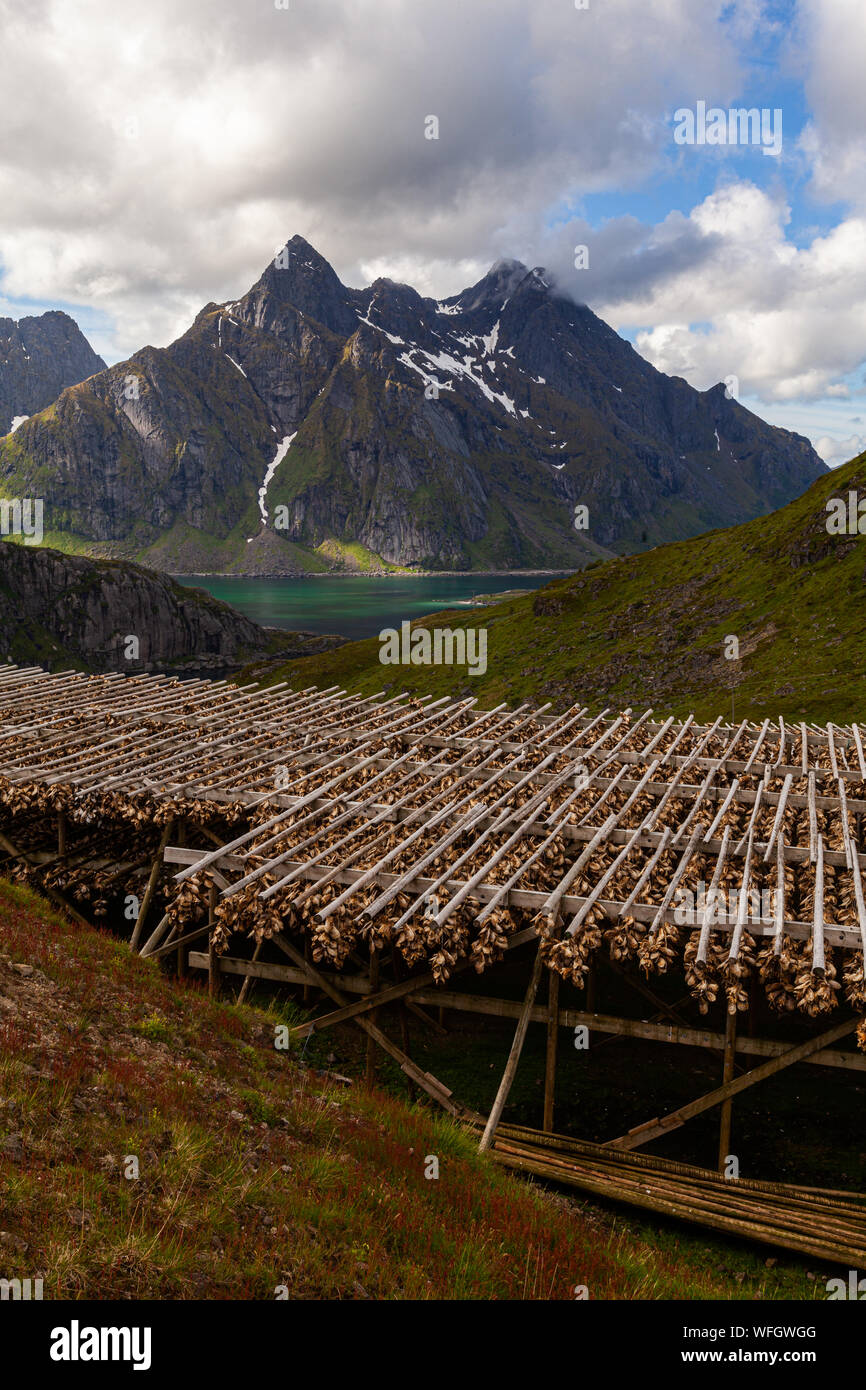 Fische trocknen Regale in der Nähe Unstad, Norwegen Stockfoto
