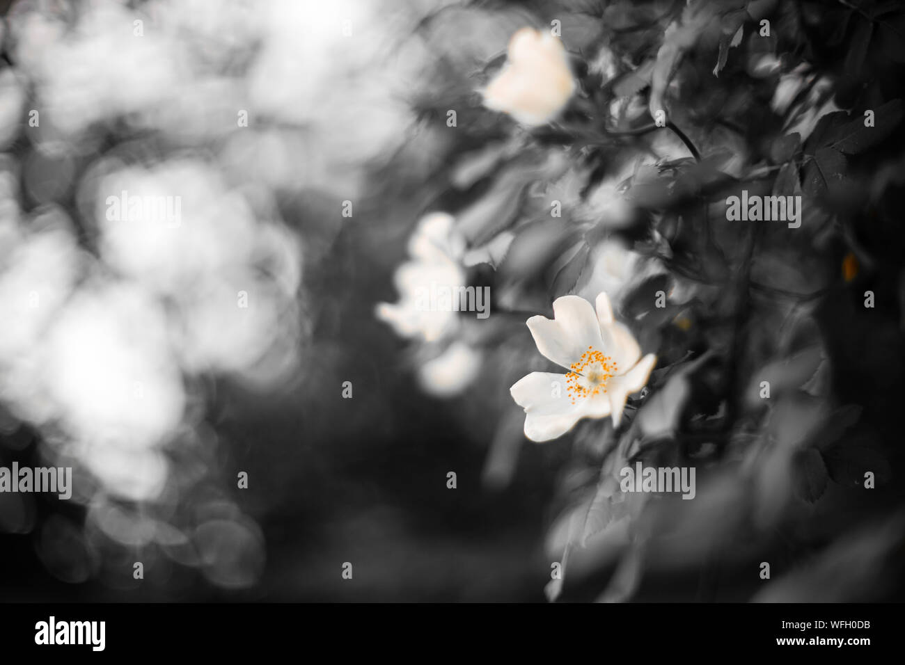 Hagebutten Strauch Bluhende Pflanze Mit Schonen Bokeh Bluhende Rose Hips Im Fruhling Garten Schwarzweiss Und Farbe Stockfotografie Alamy