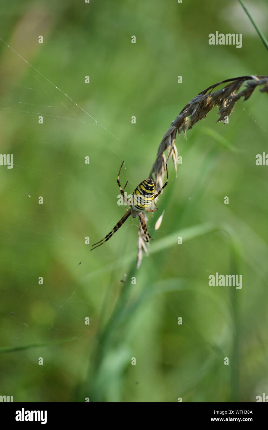 Wasp Spinne in ihrem Netz Stockfoto