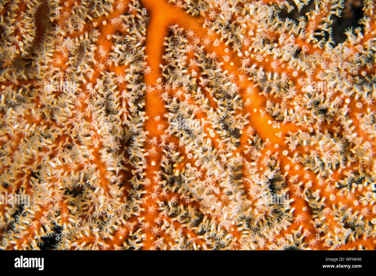 Weiche Korallenpolypen Siphonogorgia sp., Raja Ampat Indonesien. Stockfoto