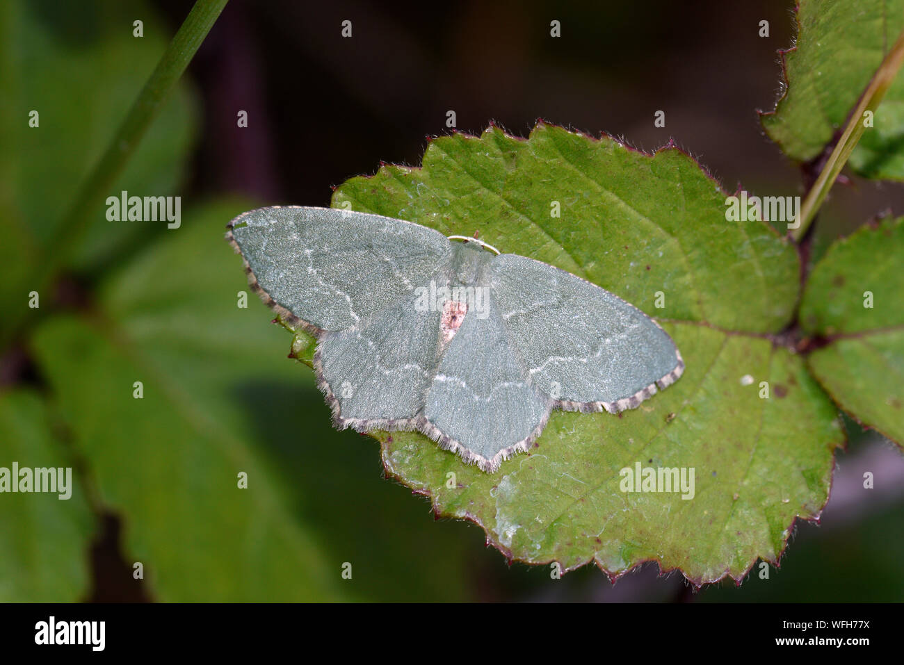 Gemeinsame Emerald Motte (Hemithea aestivaria) Erwachsenen auf Blatt, Monmouth, Wales, Juni Stockfoto