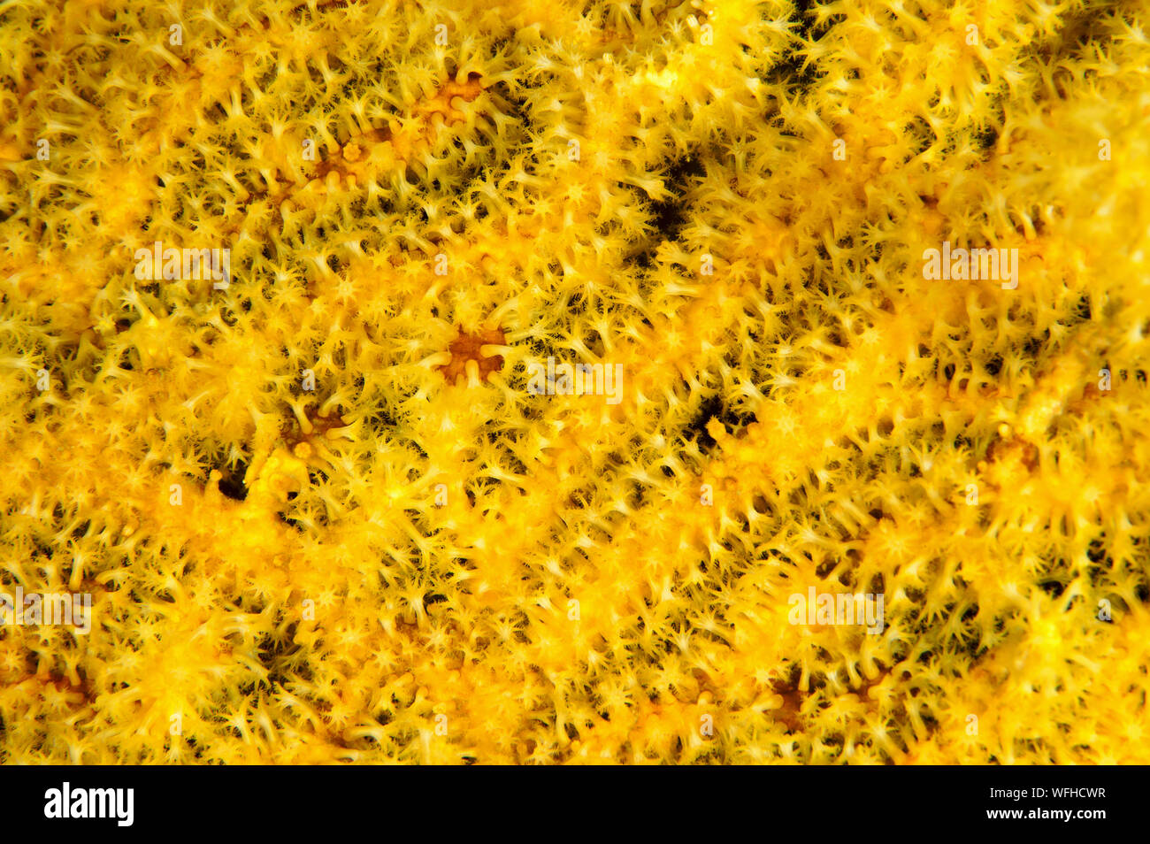 Nahaufnahme von Weichkorallen, Acanthogorgia, sp. Raja Ampat Indonesien. Stockfoto