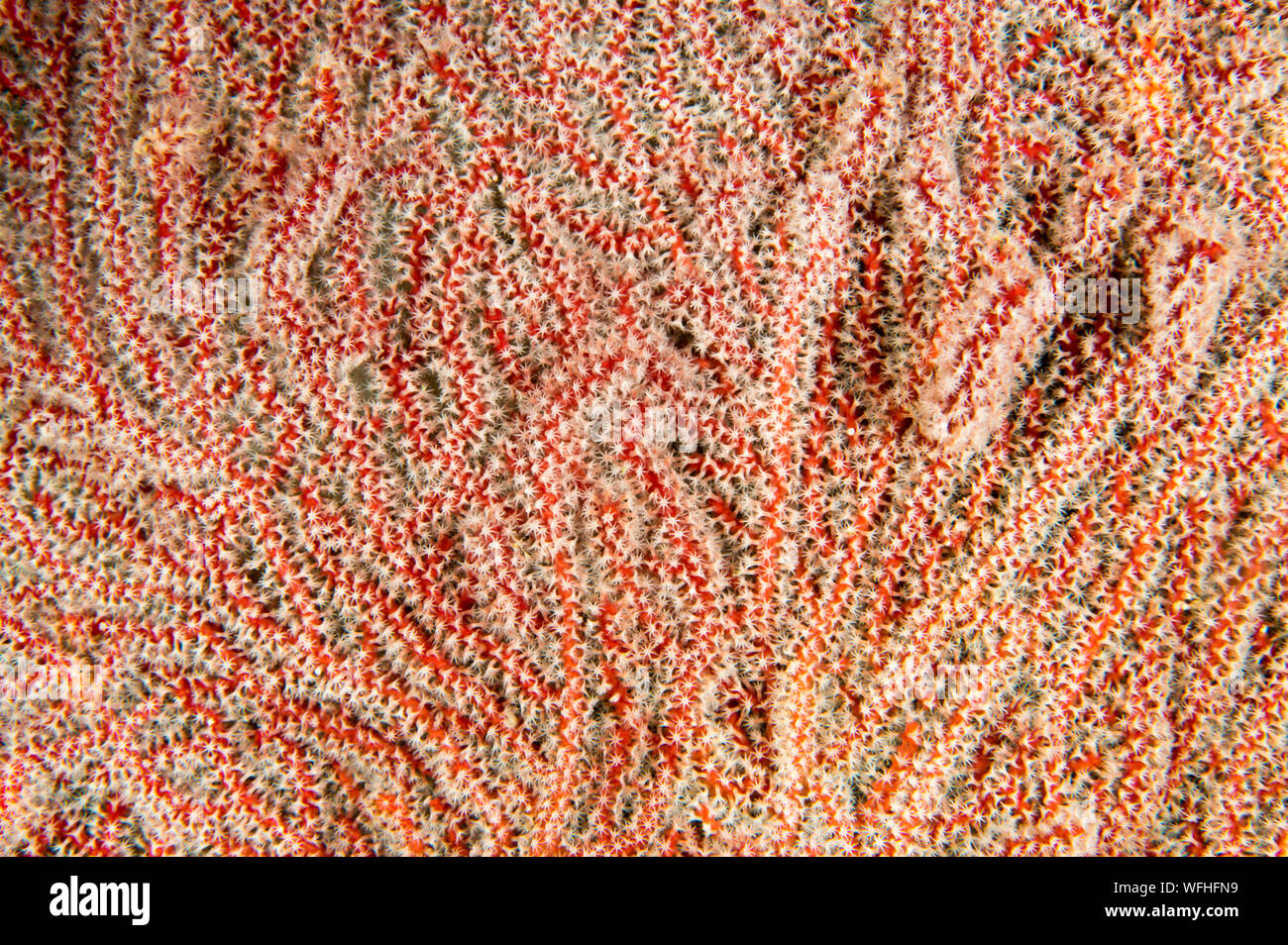 Nahaufnahme von weichen Korallenpolypen Raja Ampat Indonesien. Stockfoto