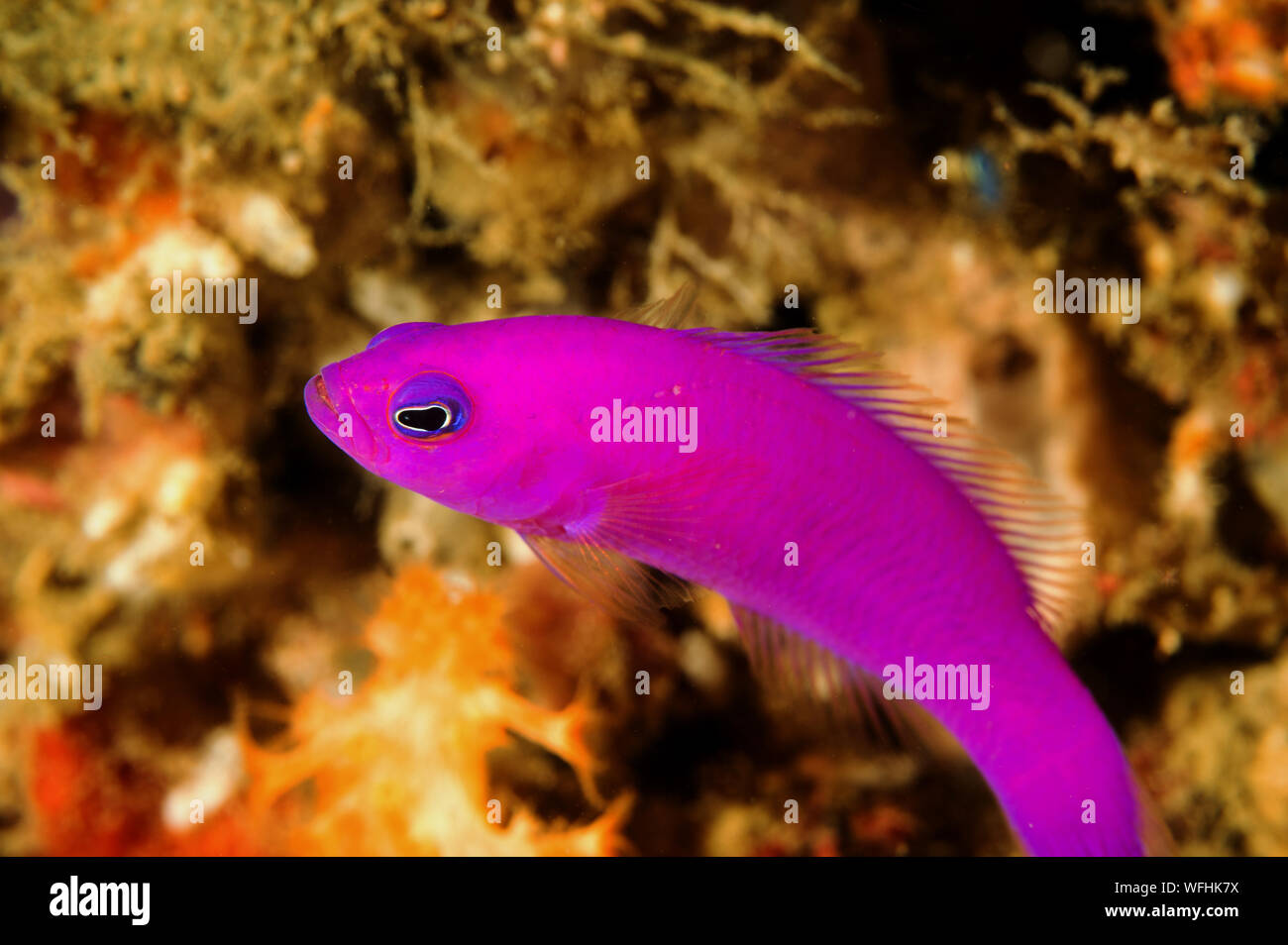 Magenta, Pseudochromis dotyback porphyreus, Raja Ampat Indonesien. Stockfoto