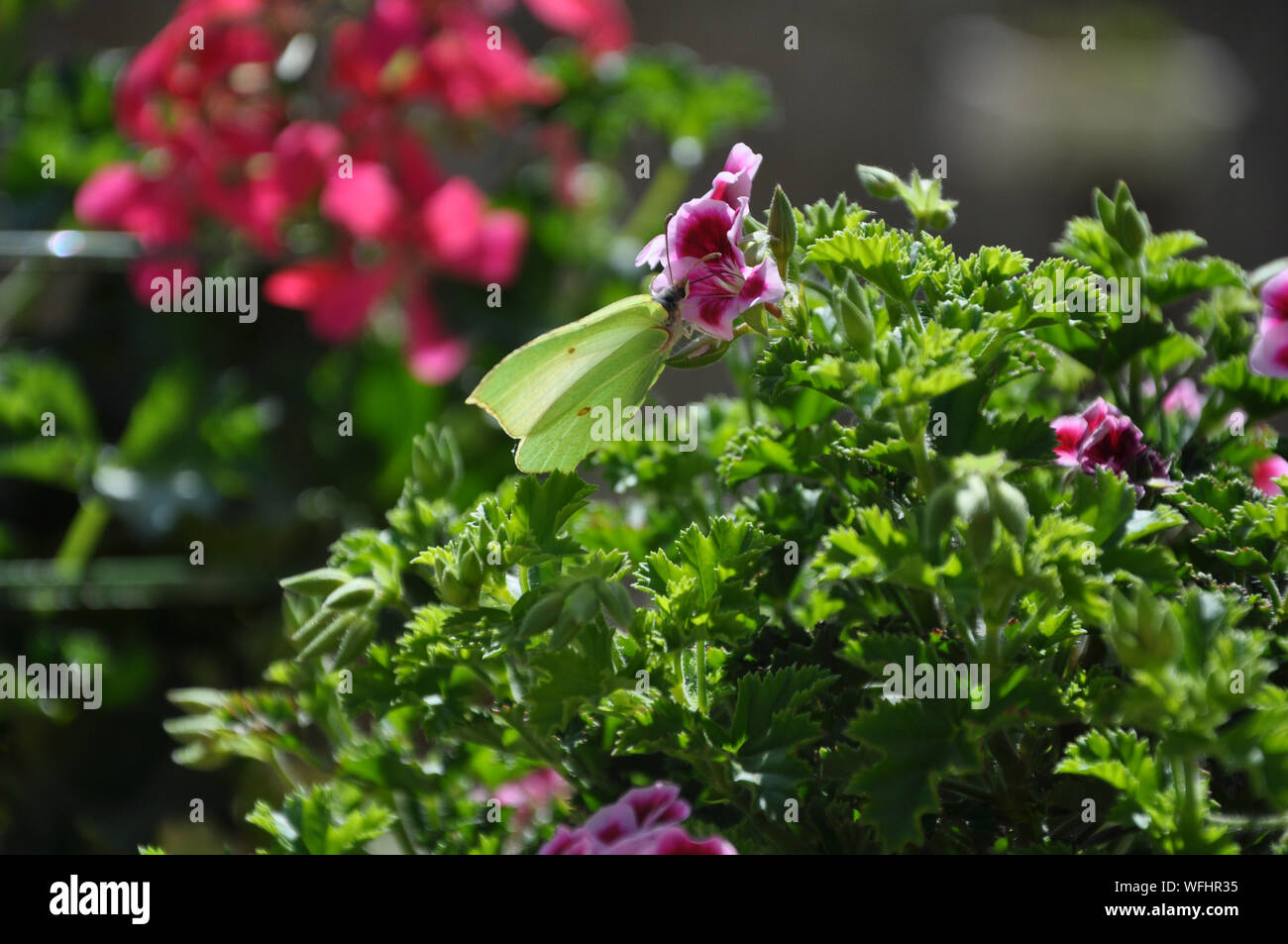Schmetterling auf Blüte Stockfoto