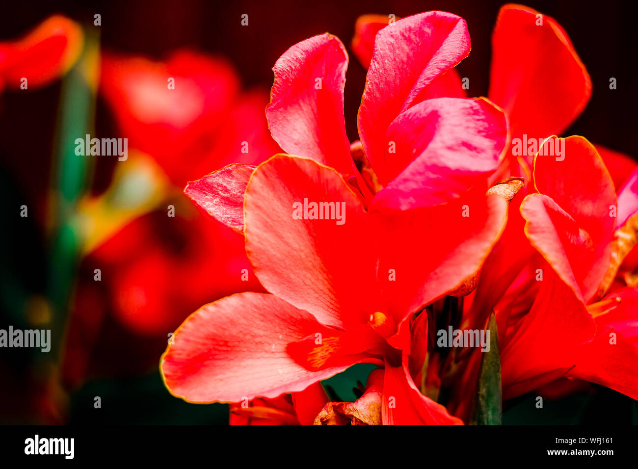 Nahaufnahme von roten Blumen blühen im Freien Stockfoto