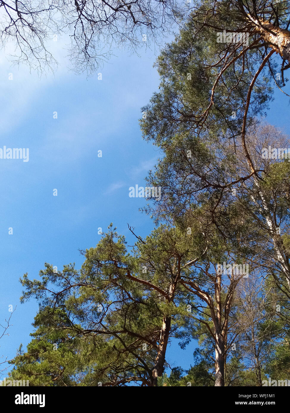 Zweigstellen von großen Kiefern gegen die blauen skyю Stockfoto