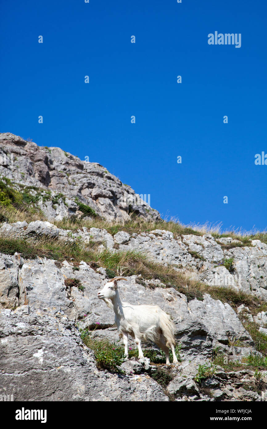 Wilde Bergziegen auf der Great Orme Llandudno Wales Stockfoto