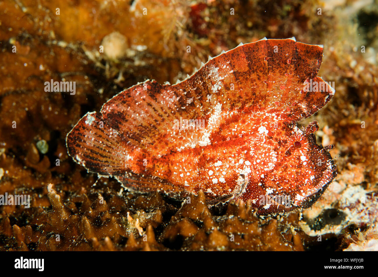 Leaf scorpionfish, Taenianotus triacanthus, Raja Ampat Indonesien. Stockfoto