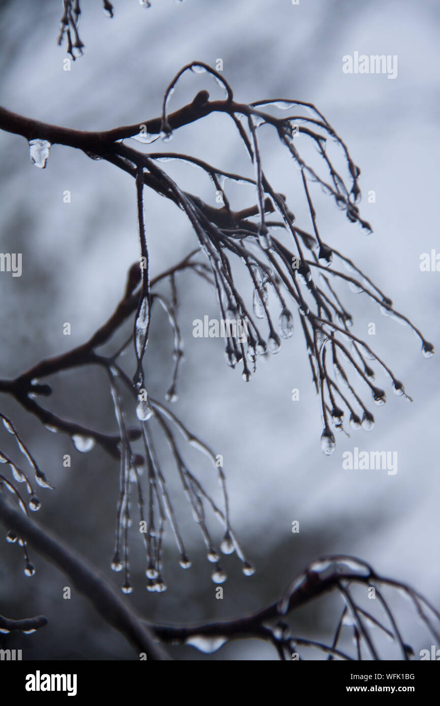 Gefrorene Zweige Stockfotos Und Bilder Kaufen Alamy