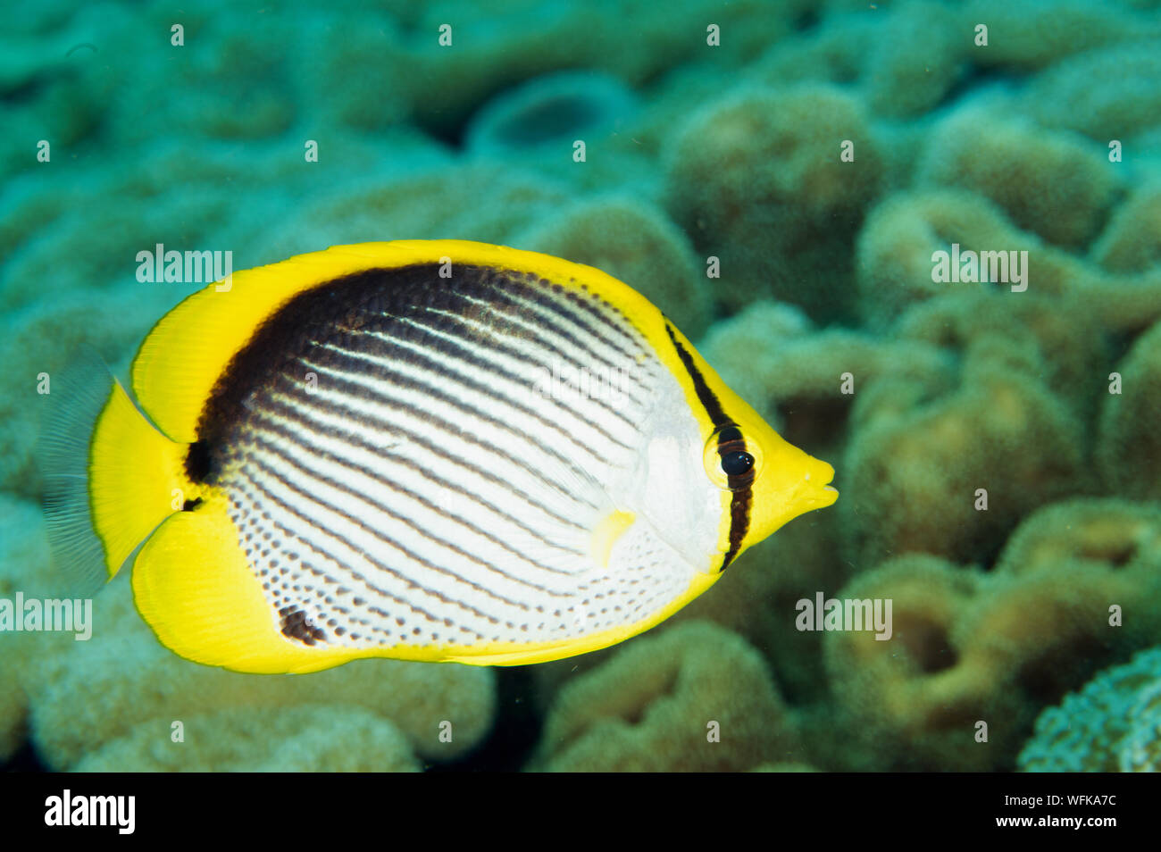 Black-backed Falterfische, Chaetodon melannotus, Raja Ampat Indonesien. Stockfoto