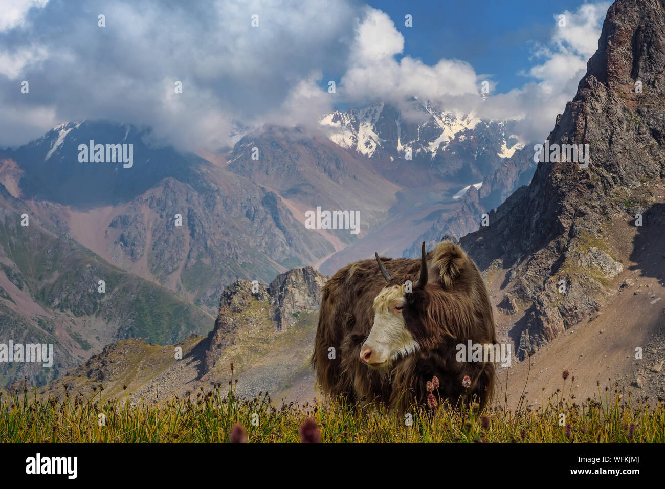 Yak-Tibetan Kuh. Ein Vieh, dass gehalten wird hoch in die Berge. Yaks weiden in einer alpinen Tal inmitten einer schönen Rocky Mountains. Yak ist Farm ein d-carav Stockfoto
