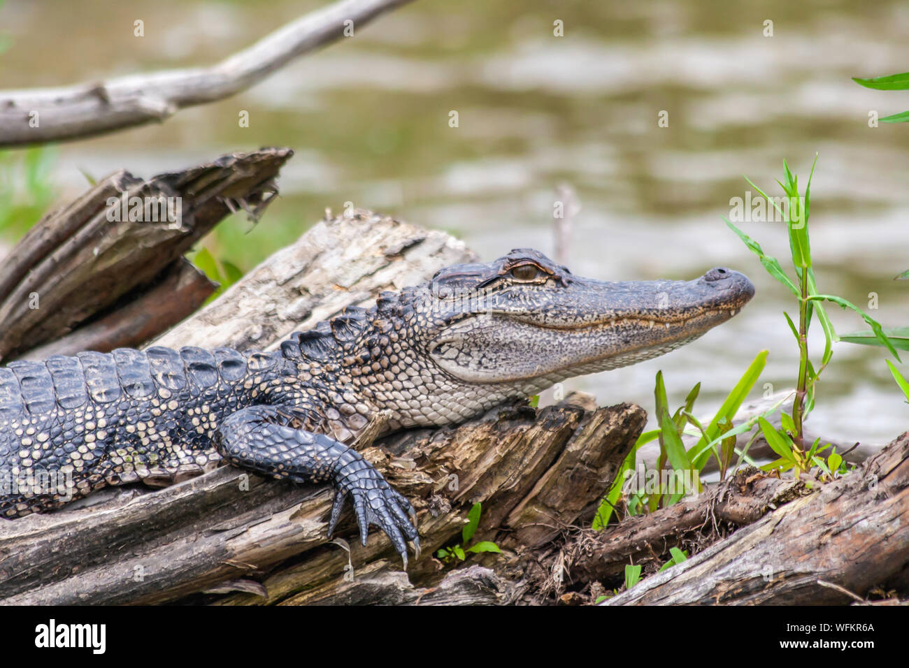 Feder Alligator ruht auf einem Baumstamm in der Nähe der Sümpfe von Louisiana Stockfoto