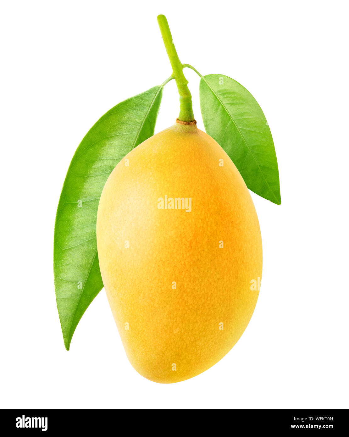 Isolierte Mango. Eine gelbe mango Früchte hängen an einem Ast mit Blättern auf weißem Hintergrund mit Freistellungspfad isoliert Stockfoto