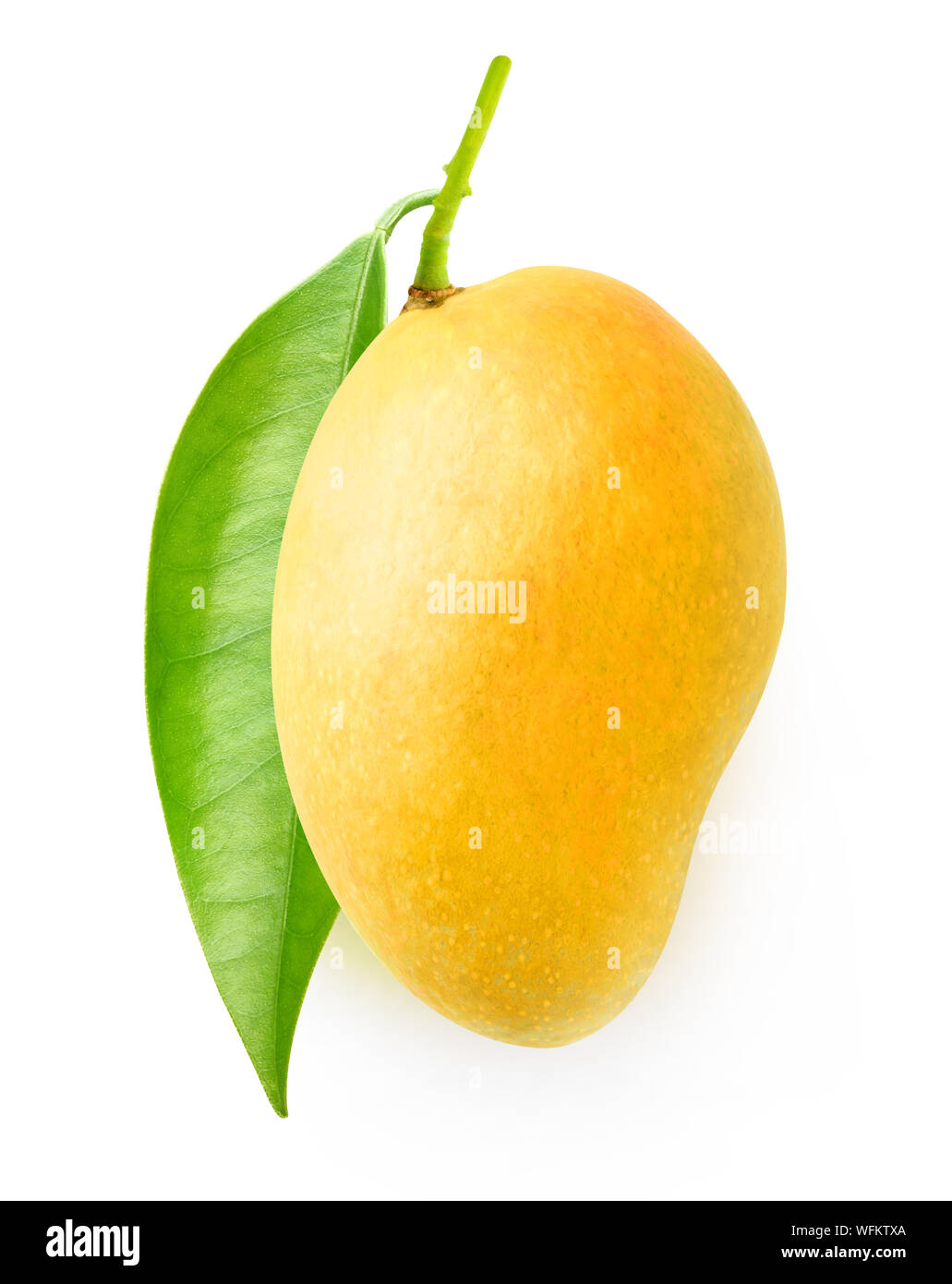 Isolierte Mangofrucht. Ast mit Blättern und eine gelbe Mango auf weißem Hintergrund mit Freistellungspfad isoliert Stockfoto