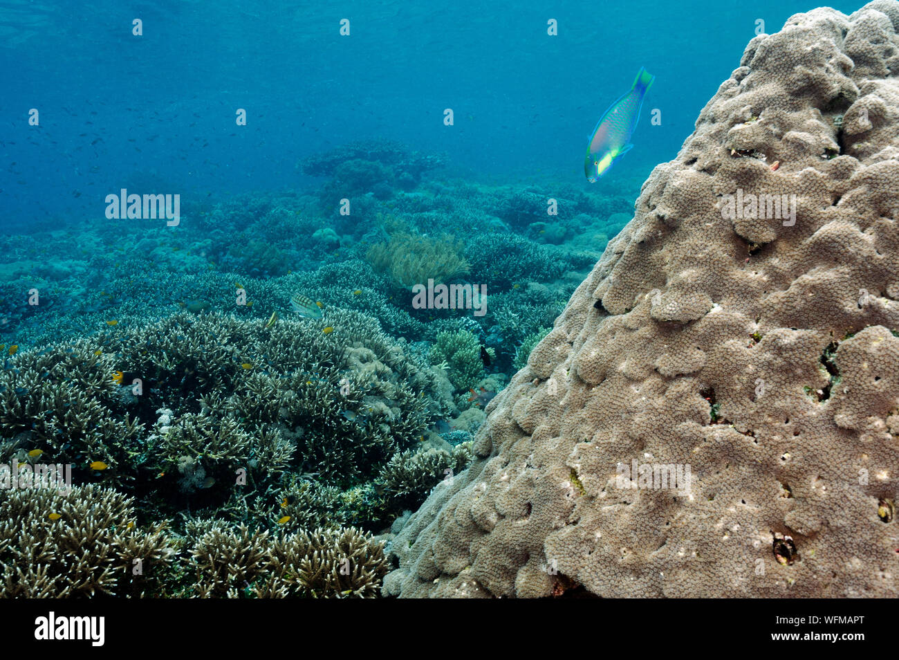 Reef scenic mit unberührten Acropora Steinkorallen Raja Ampat Indonesien. Stockfoto
