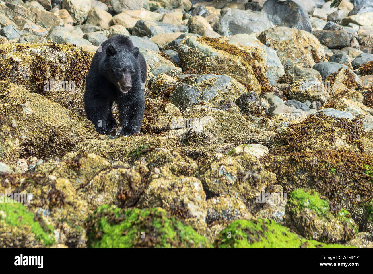 Bootstouren in der nähe von Tofino, BC, Besucher nehmen Vancouver Island schwarzen Bären auf Inseln in der Nähe des Pacific Rim National Park Reserve. Stockfoto