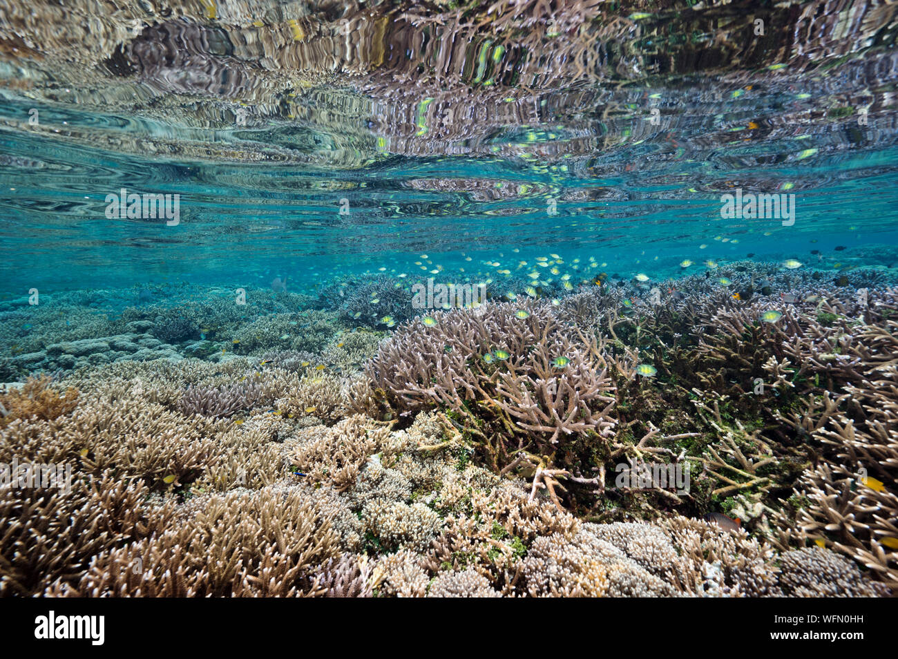 Reef scenic mit unberührten Acropora Steinkorallen Raja Ampat Indonesien. Stockfoto