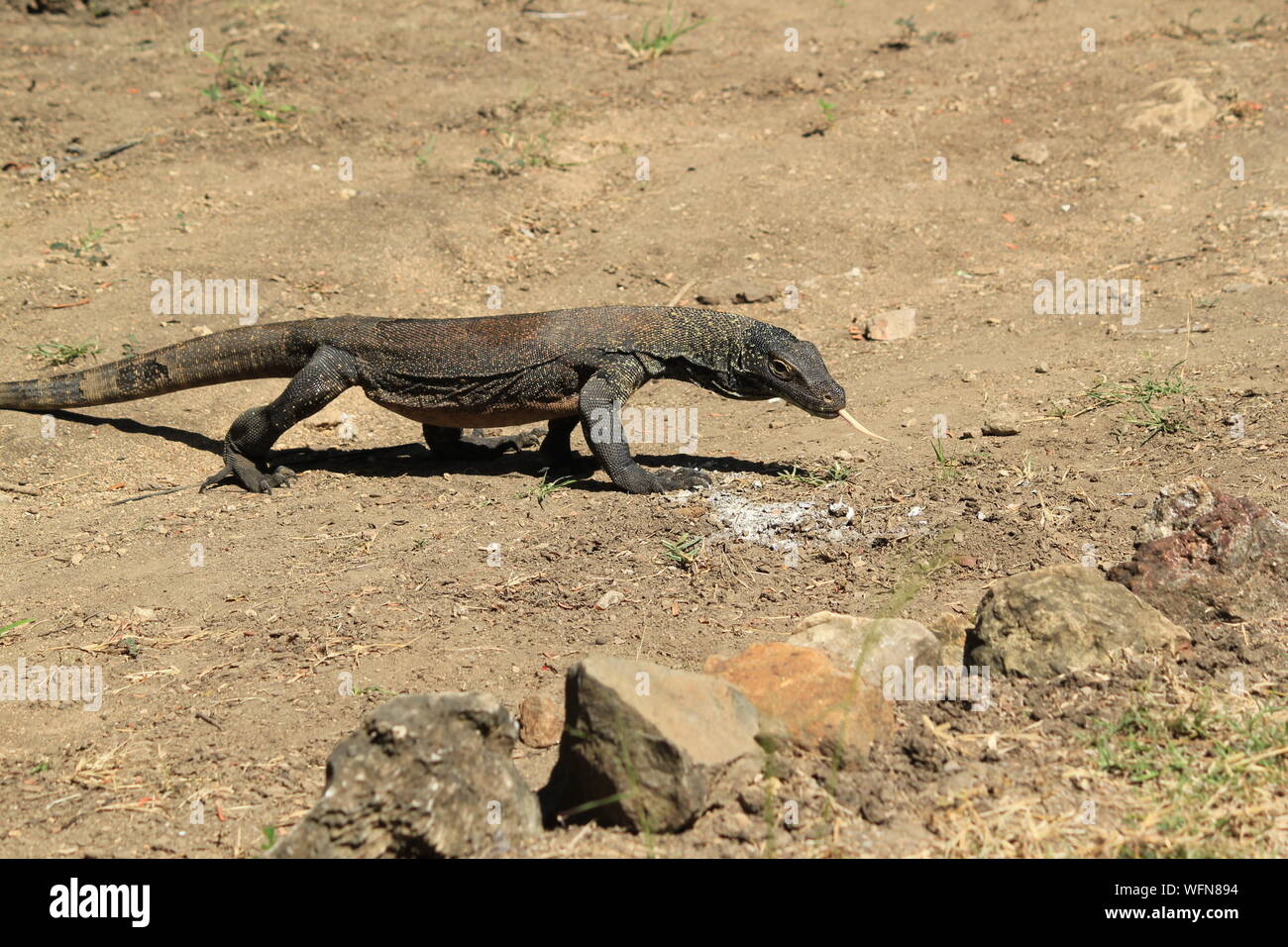 Leguan auf dem staubigen Boden Stockfoto
