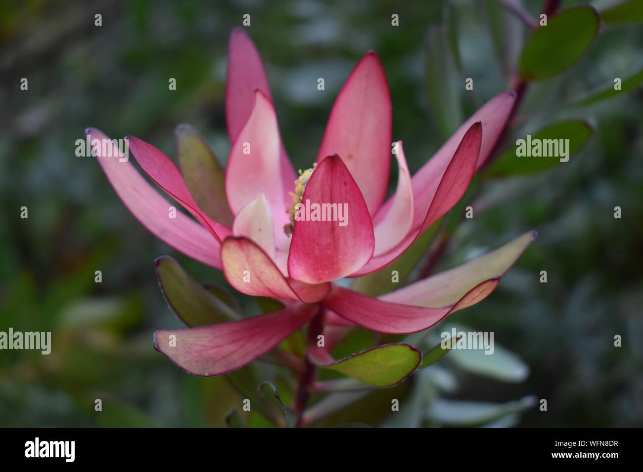 Schöne Fotos von Blumen im botanischen Garten in der grossen Insel von Hawaii genommen. Stockfoto