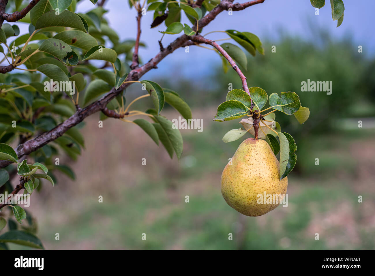 Selektiver Fokus auf eine Birne für Ernte bereit Stockfoto