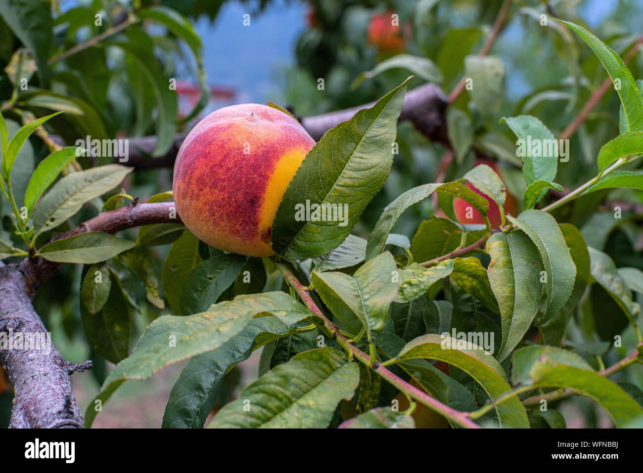 Baum der Reif Bio Pfirsiche, zur Ernte bereit Stockfoto