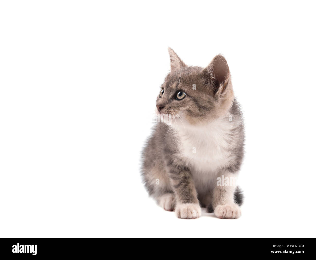 Graue Katze isoliert auf einem weißen Hintergrund. Porträt einer niedlichen Kätzchen Stockfoto