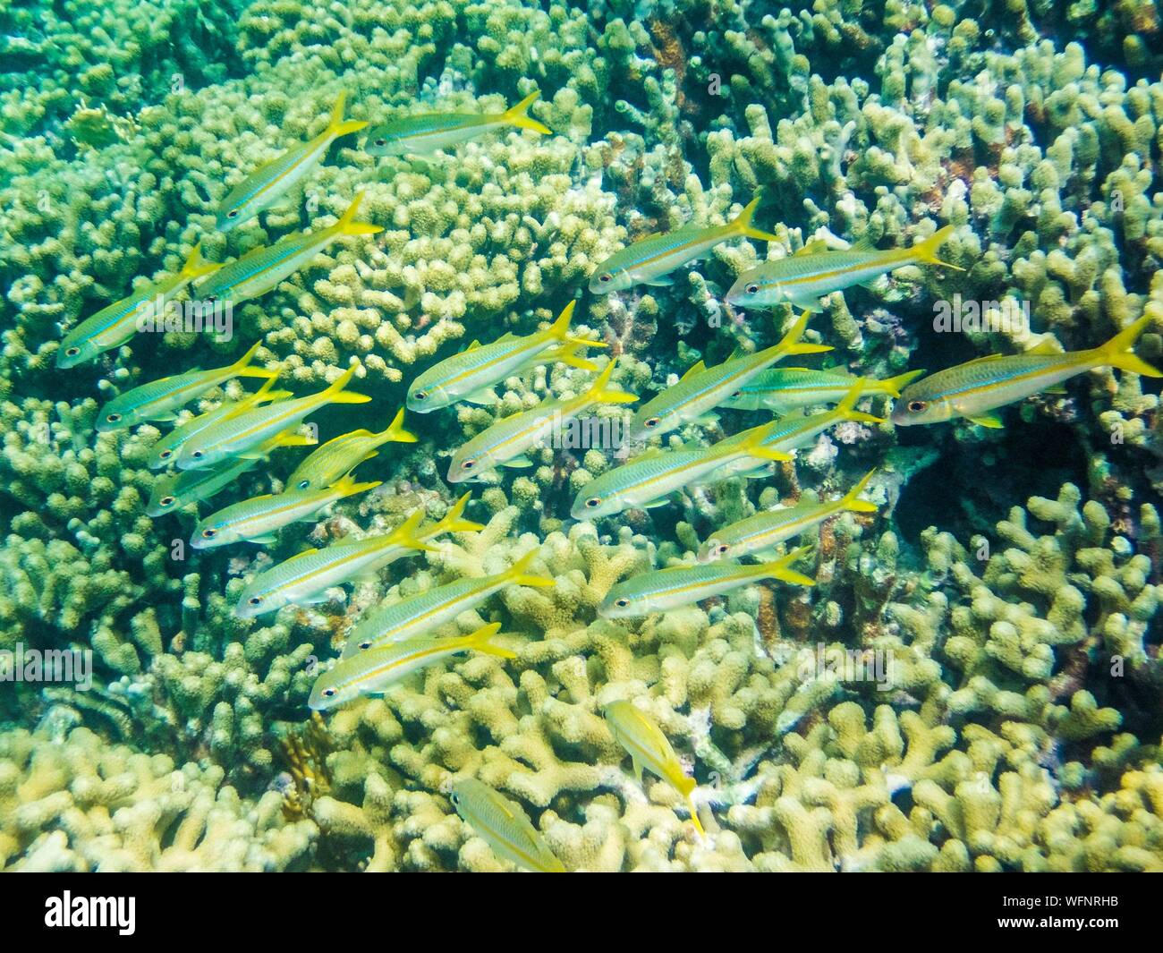Frankreich, Karibik, Kleine Antillen, Guadeloupe, Grand Cul-de-Sac Marin, das Herz der Guadeloupe National Park, Schnorcheln in der Lagune rund um die Insel Fajou, hier eine Schule von Cola-getränken Fisch in der Mitte der Korallen, unterwasser anzeigen Stockfoto