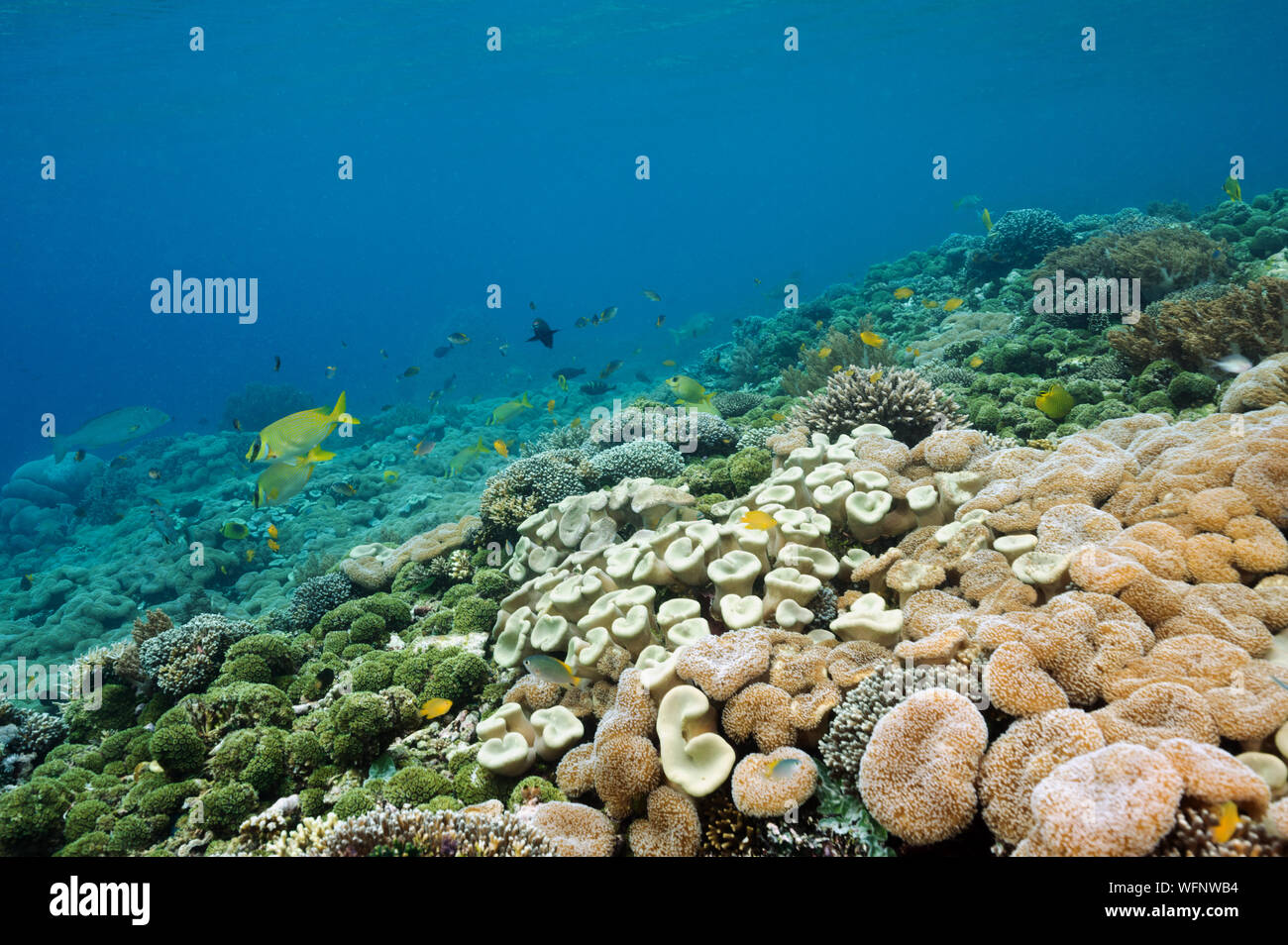 Reef scenic mit Weichkorallen, Sarcophyton crassocaule, Raja Ampat Indonesien. Stockfoto