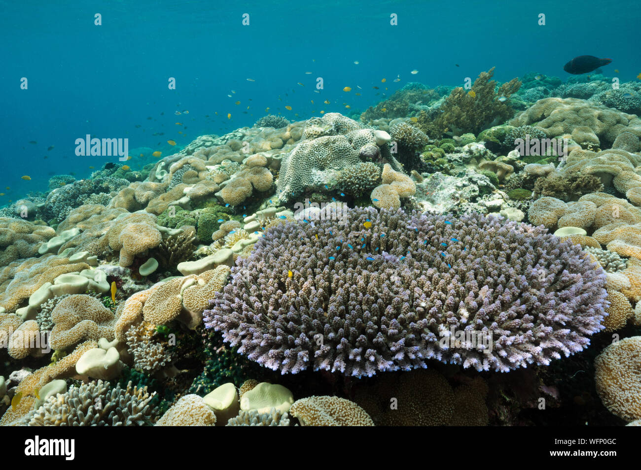Reef scenic mit Weichkorallen, Sarcophyton crassocaule und acropora Tabelle Coral, Raja Ampat Indonesien. Stockfoto