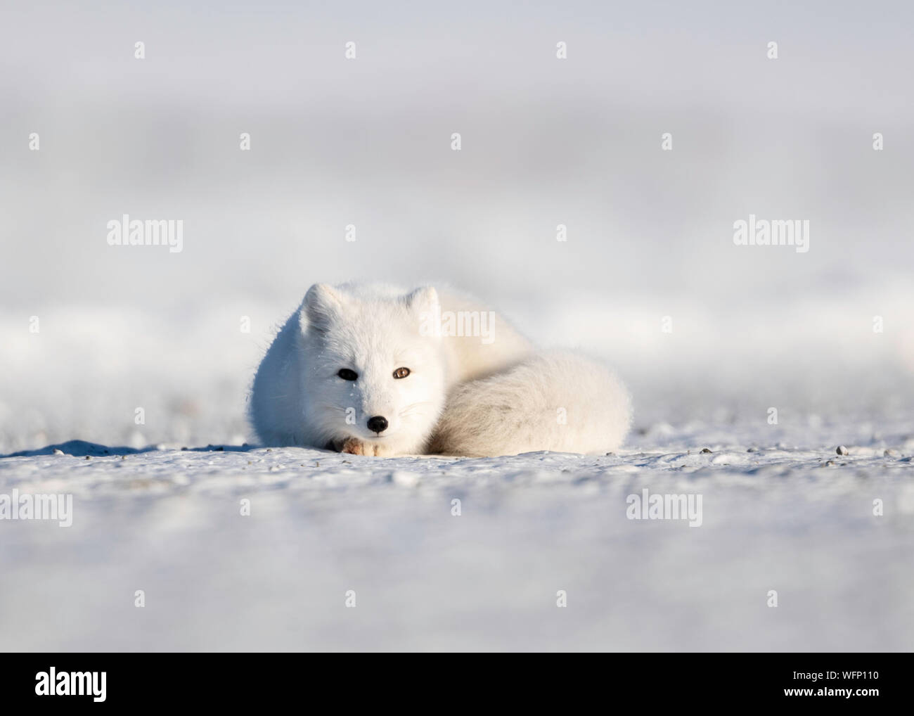 Polarfuchs (Vulpes lagopus) auf Schnee in der Arktischen Tundra, Alaska, Nordamerika Stockfoto Polarfuchs (Vulpes lagopus) auf Schnee in der Arktischen Tundra, Alaska, Nordamerika Stockfoto