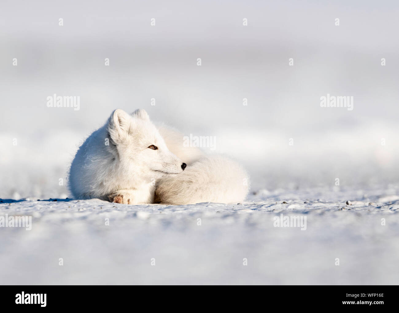 Polarfuchs (Vulpes lagopus) auf Schnee in der Arktischen Tundra, Alaska, Nordamerika Stockfoto Polarfuchs (Vulpes lagopus) auf Schnee in der Arktischen Tundra, Alaska, Nordamerika Stockfoto
