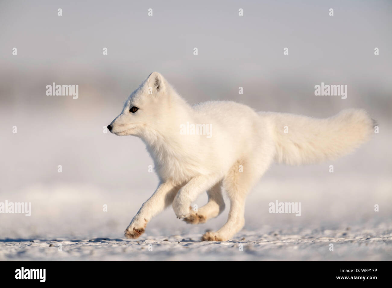 Polarfuchs (Vulpes lagopus) auf Schnee in der Arktischen Tundra, Alaska, Nordamerika Stockfoto Polarfuchs (Vulpes lagopus) auf Schnee in der Arktischen Tundra, Alaska, Nordamerika Stockfoto
