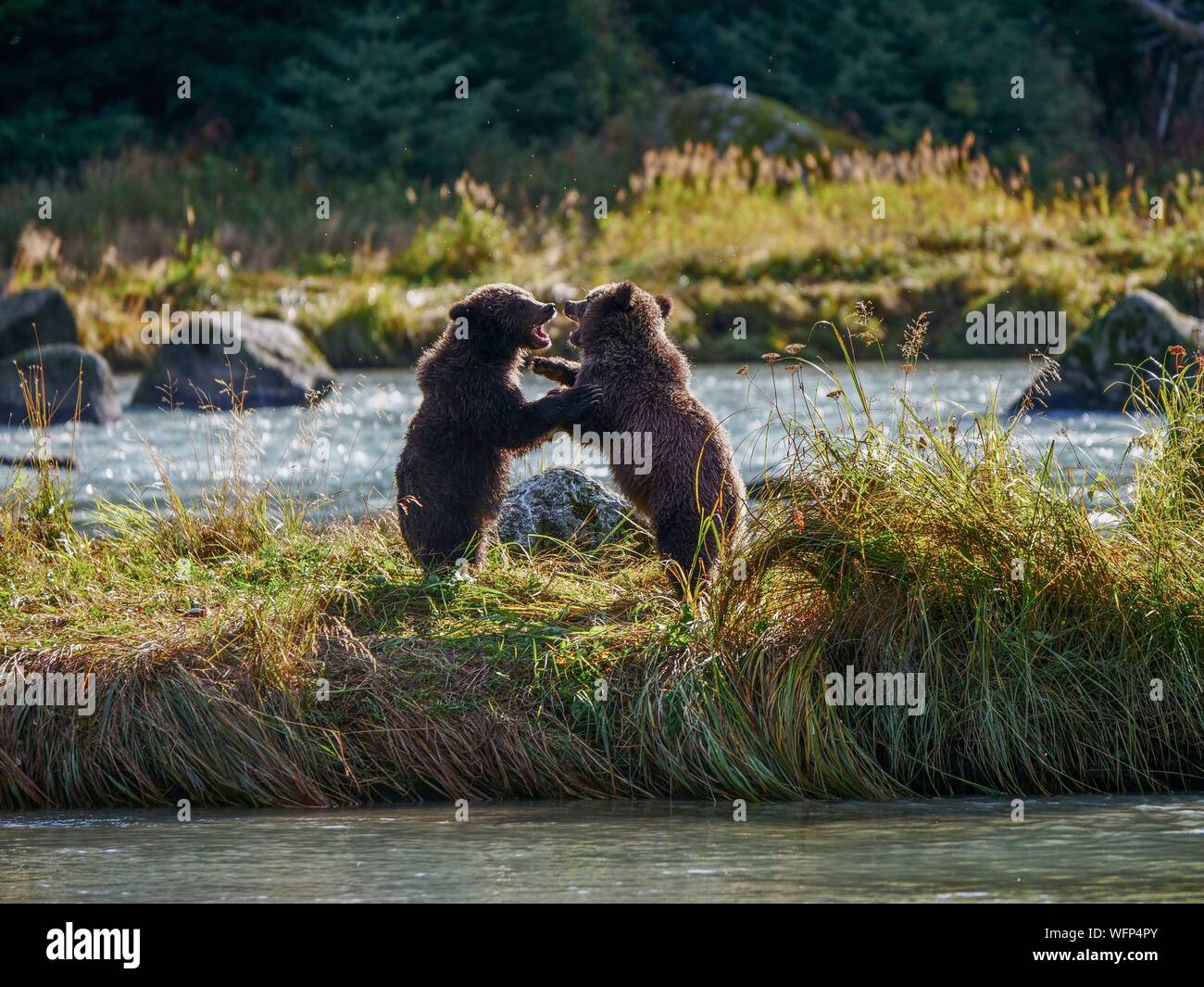 Usa, Alaska, zwei braunen Bären grizzly Cubs spielen in der Chillkoot River in der Nähe von Haines Stockfoto