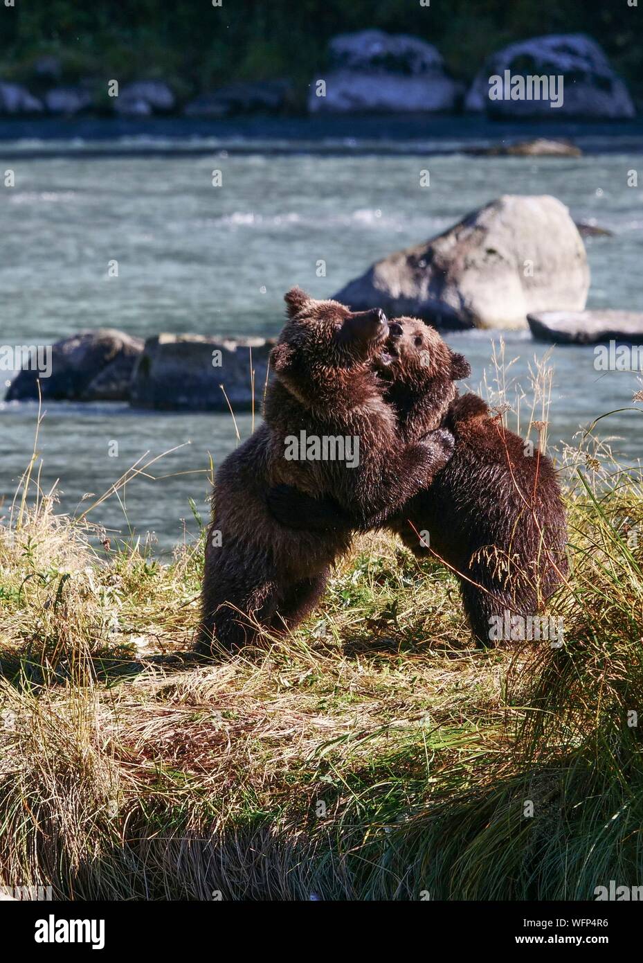 Usa, Alaska, zwei braunen Bären grizzly Cubs spielen in der Chillkoot River in der Nähe von Haines Stockfoto