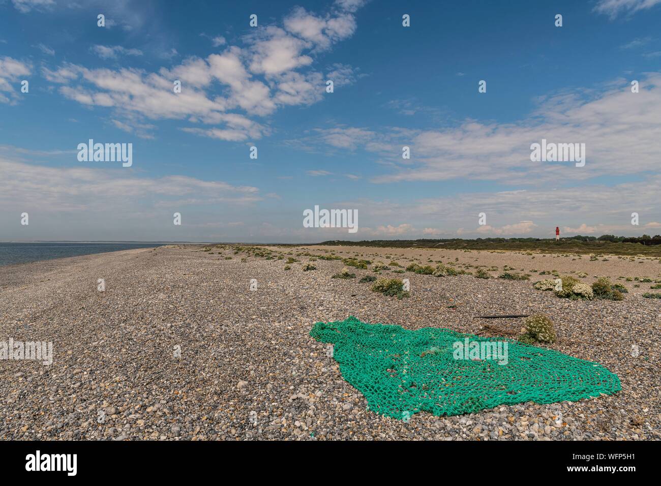 Frankreich, Somme, Baie de Somme, Cayeux-sur-Mer, Abfälle von Fischen auf dem Kiesel Leitung Stockfoto