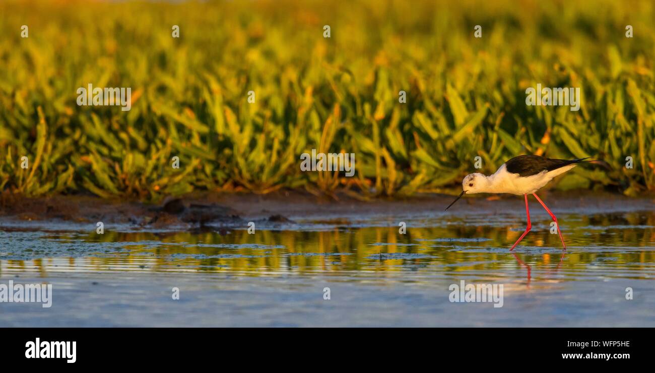 Frankreich, Somme, Baie de Somme, Le Crotoy, weiße Stelzenläufer (Himantopus himantopus - Schwarz - geflügelte Stelzenläufer) im frühen Morgenlicht Stockfoto