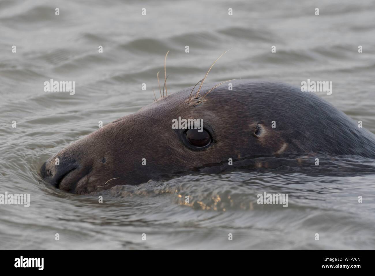 Frankreich, Nord-Pas-de-Calais", Authie Bay, Berck-sur-Mer, die Kegelrobbe (Halichoerus grypus), bei Ebbe die Seehunde auf den Sandbänken, von wo aus Sie durch die steigende Flut gejagt werden, einmal im Wasser, ihre natürliche Neugier treibt sie manchmal sehr nahe Ansatz Stockfoto