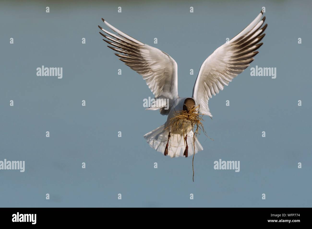 Frankreich, Somme, Baie de Somme, Le Crotoy, März von Le Crotoy, an der Frühling die Kolonie von Black-headed Möwen (Chroicocephalus ridibundusl) legt sich auf den kleinen Inseln des Sumpfes Teiche, Möwen bringen Materialien eine grobe Nest und Landungen zu bauen, sind der Anlass für viele Schlachten und Gamaschen Stockfoto