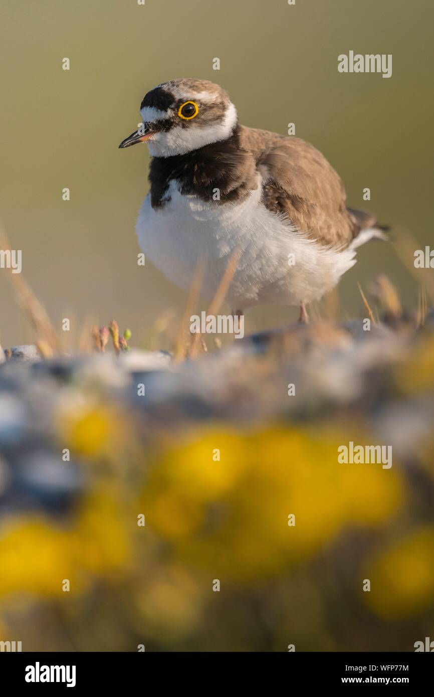 Frankreich, Somme, Baie de Somme, Cayeux-sur-Mer, Hable d'Ault, Flussregenpfeifer (Charadrius dubius) im Kiesigen Wiesen und Kies Stockfoto